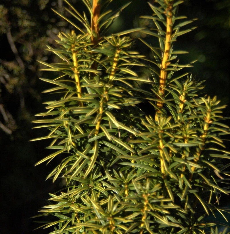 Goldgelbe Säuleneibe Goldstar 30-40cm - Taxus Baccata 3 Goldgelbe Säuleneibe Goldstar 30-40cm - Taxus Baccata