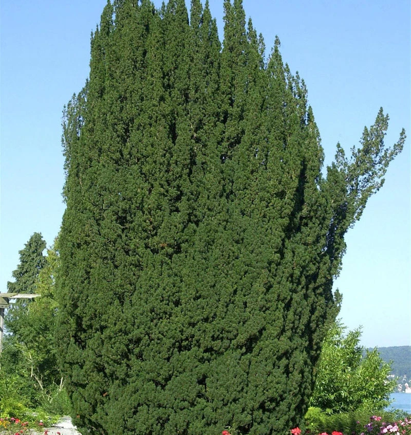 Grüne Säuleneibe 20-25cm - Taxus Baccata Fastigiata 3 Grüne Säuleneibe 20-25cm - Taxus Baccata Fastigiata