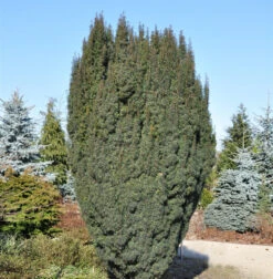 Schlanke Säulen Eibe Litfaß 50-60cm - Taxus Baccata