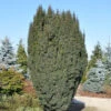 Schlanke Säulen Eibe Litfaß 30-40cm - Taxus Baccata -Pflanze Verkaufsgeschäft Taxus baccataLitfa