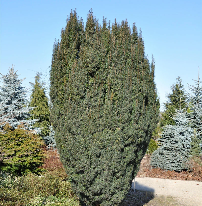 Schlanke Säulen Eibe Litfaß 40-50cm - Taxus Baccata 3 Schlanke Säulen Eibe Litfaß 40-50cm - Taxus Baccata