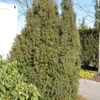 Kegel Eibe 40-50cm - Taxus Baccata 1 Kegel Eibe 40-50cm - Taxus Baccata -Pflanze Verkaufsgeschäft Taxus baccataOvereynderi