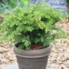 Tafeleibe 25-30cm - Taxus Baccata -Pflanze Verkaufsgeschäft Taxus baccataRepandens 1