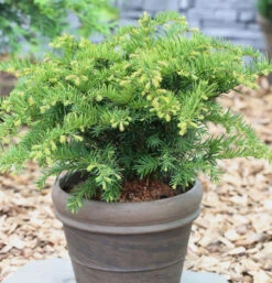 Tafeleibe 30-40cm - Taxus Baccata