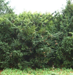 Goldgelbe Eibe Summergold 50-60cm - Taxus Baccata
