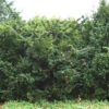 Goldgelbe Eibe Summergold 40-50cm - Taxus Baccata -Pflanze Verkaufsgeschäft Taxus baccataSummergold