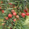 Heimische Eibe Gewöhnliche Eibe 50-60cm - Taxus Baccata 1 Heimische Eibe Gewöhnliche Eibe 50-60cm - Taxus Baccata -Pflanze Verkaufsgeschäft Taxus baccata 1 1 1 1 1 1