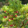 Japanische Zwergeibe 40-50cm - Taxus Cuspidata Nana -Pflanze Verkaufsgeschäft Taxus cuspidata Nana 1 1 1 1 1