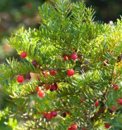 Japanische Zwergeibe 40-50cm - Taxus Cuspidata Nana