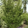 Zwerg Straucheibe Amersfoort 30-40cm - Taxus Cuspidata -Pflanze Verkaufsgeschäft Taxus cuspidataAmersfoort