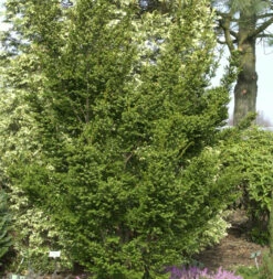 Zwerg Straucheibe Amersfoort 30-40cm - Taxus Cuspidata