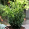 Japanische Zwergeibe Lescow 20-25cm - Taxus Cuspidata -Pflanze Verkaufsgeschäft Taxus cuspidataLescow