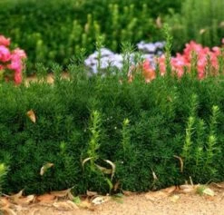 Bechereibe Groenland 40-50cm - Taxus Media Groenland