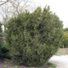 Bechereibe 50-60cm - Taxus Media -Pflanze Verkaufsgeschäft Taxus media Hicksii 1 1 1 1 1 1 1