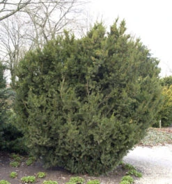 Bechereibe 60-70cm - Taxus Media