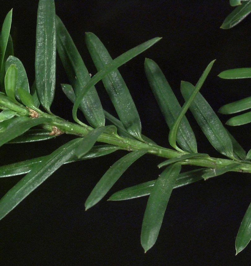 Kugelschnitt Eibe Hillii 25-30cm - Taxus Media 3 Kugelschnitt Eibe Hillii 25-30cm - Taxus Media