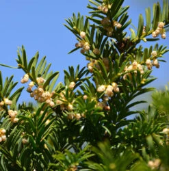 Nesteibe Nidiformis 30-40cm - Taxus Media