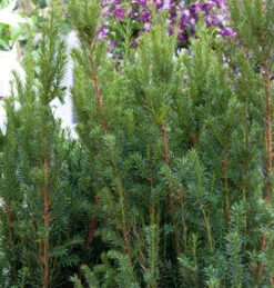 Becher Eibe Rising Star 20-25cm - Taxus Media