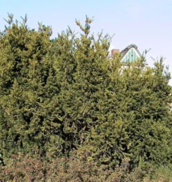 Eibe Hillii 80-100cm - Taxus Media
