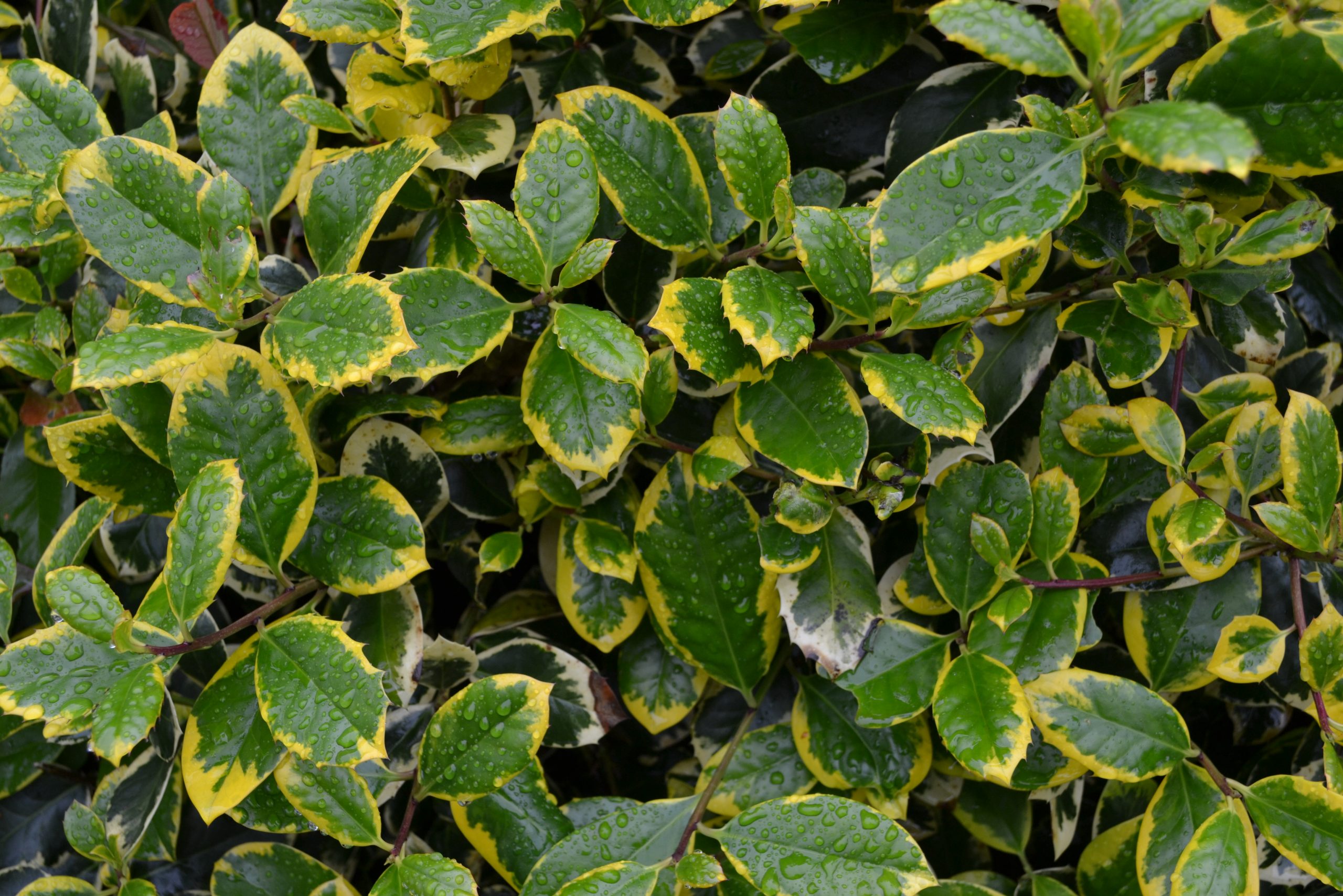 Titelseite -Pflanze Verkaufsgeschäft Ilex Golden King scaled 1